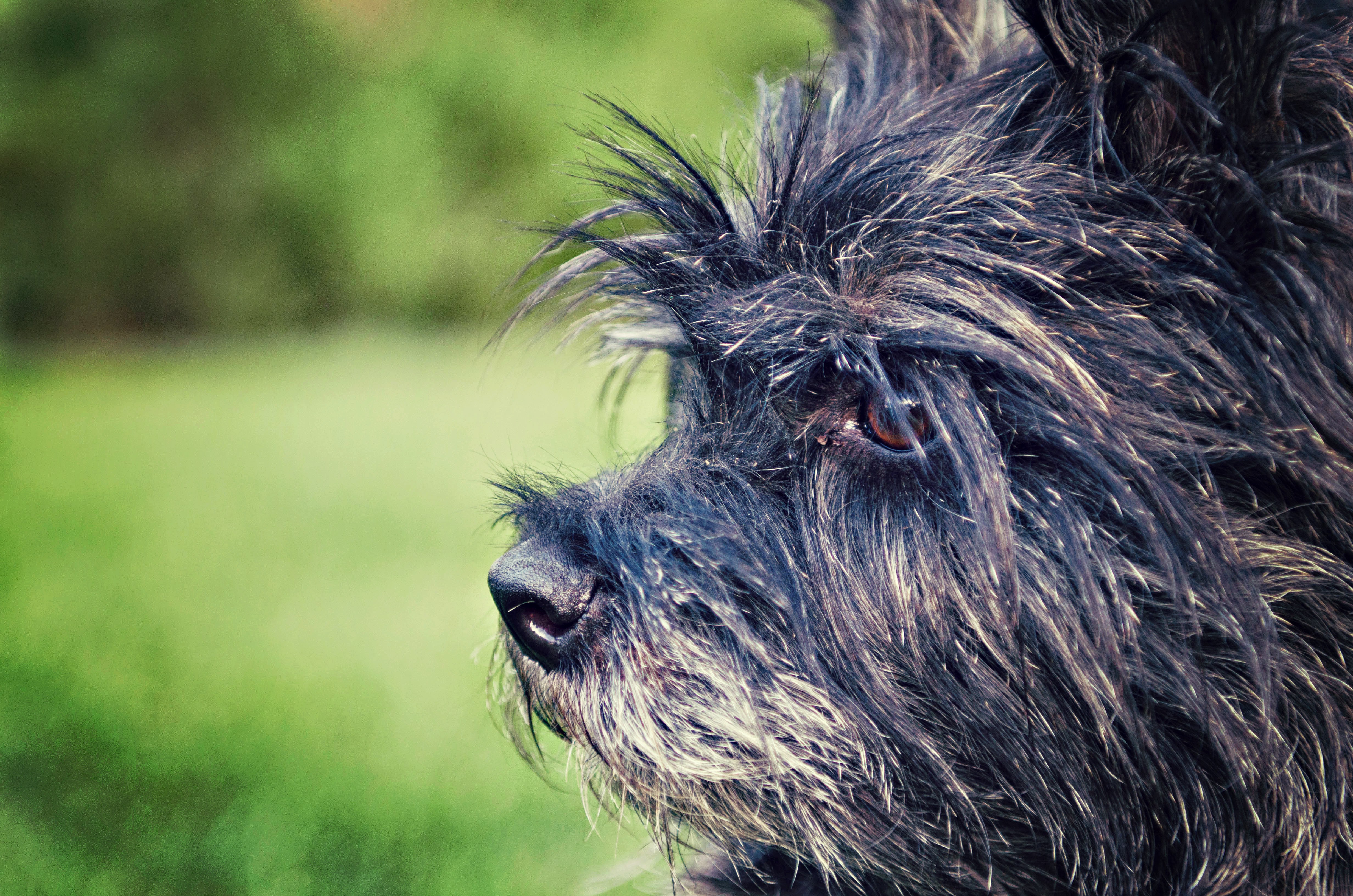 Dexter the cairn terrier looking distinguished
