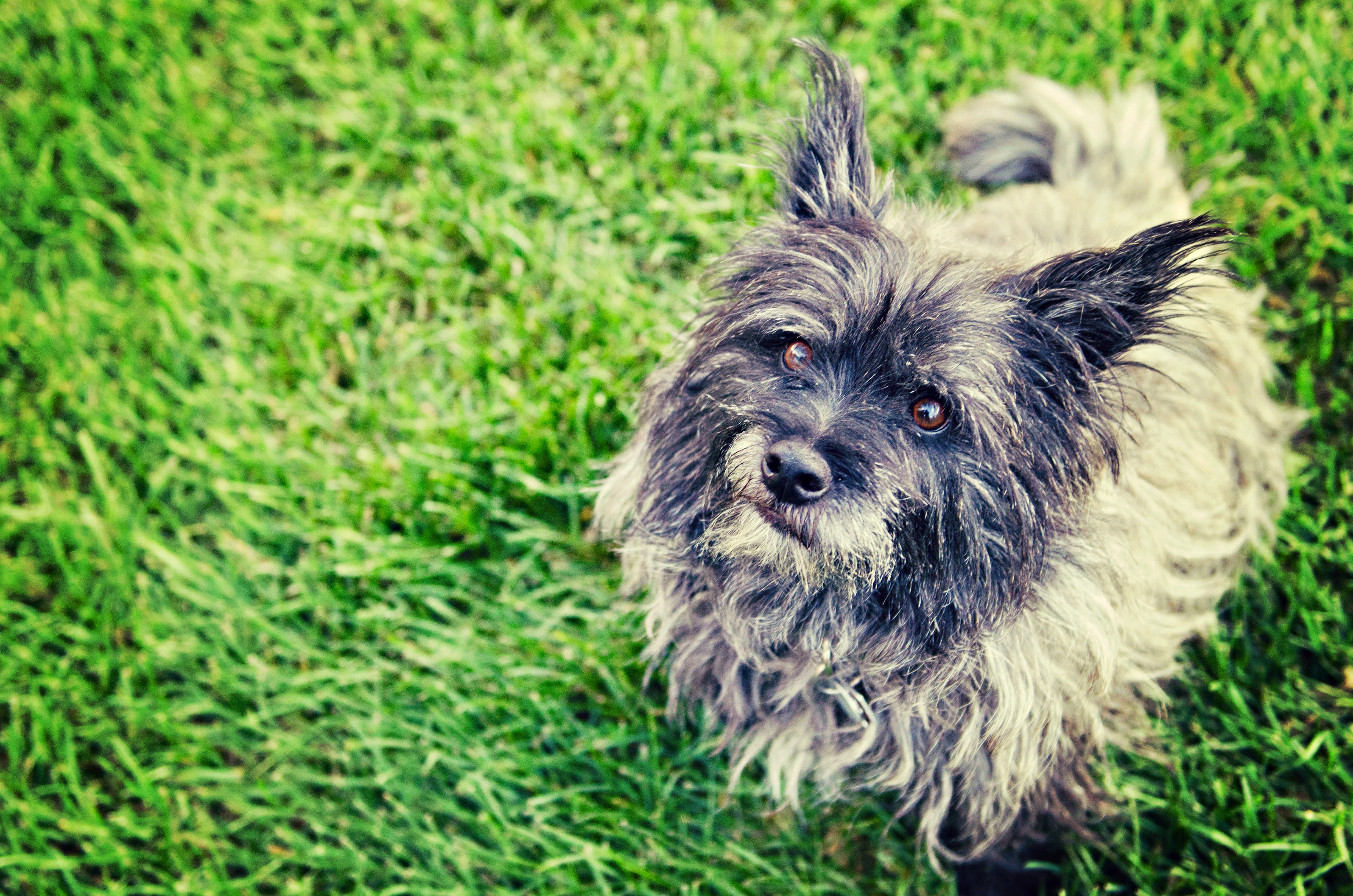 Dexter the cairn terrier being a very good boy